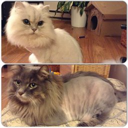 mohawks