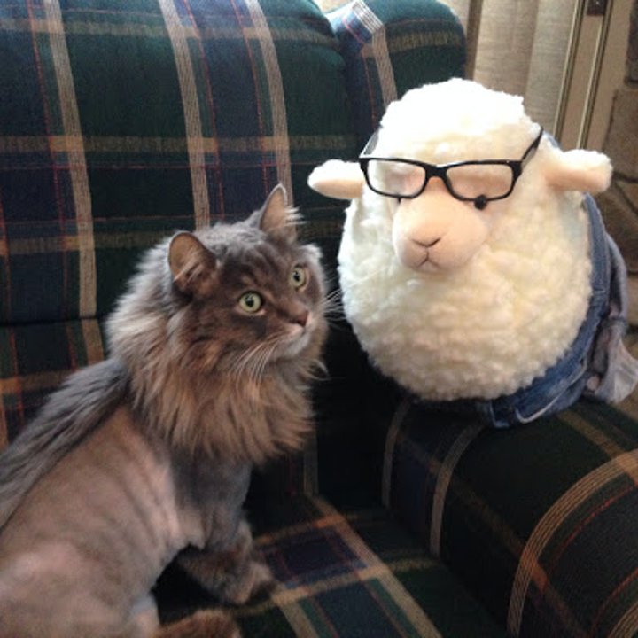 hipster-sheep