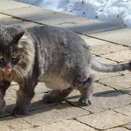 cat-tongue