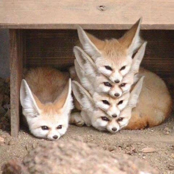 organization