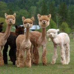 shaved-llamas