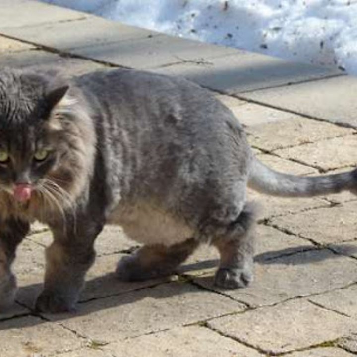 cat-tongue
