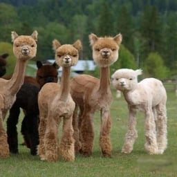 shaved-llamas