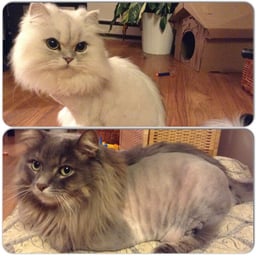 mohawks