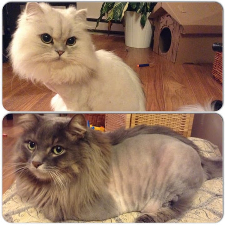 mohawks